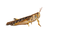 American Bird Grasshopper Sticker