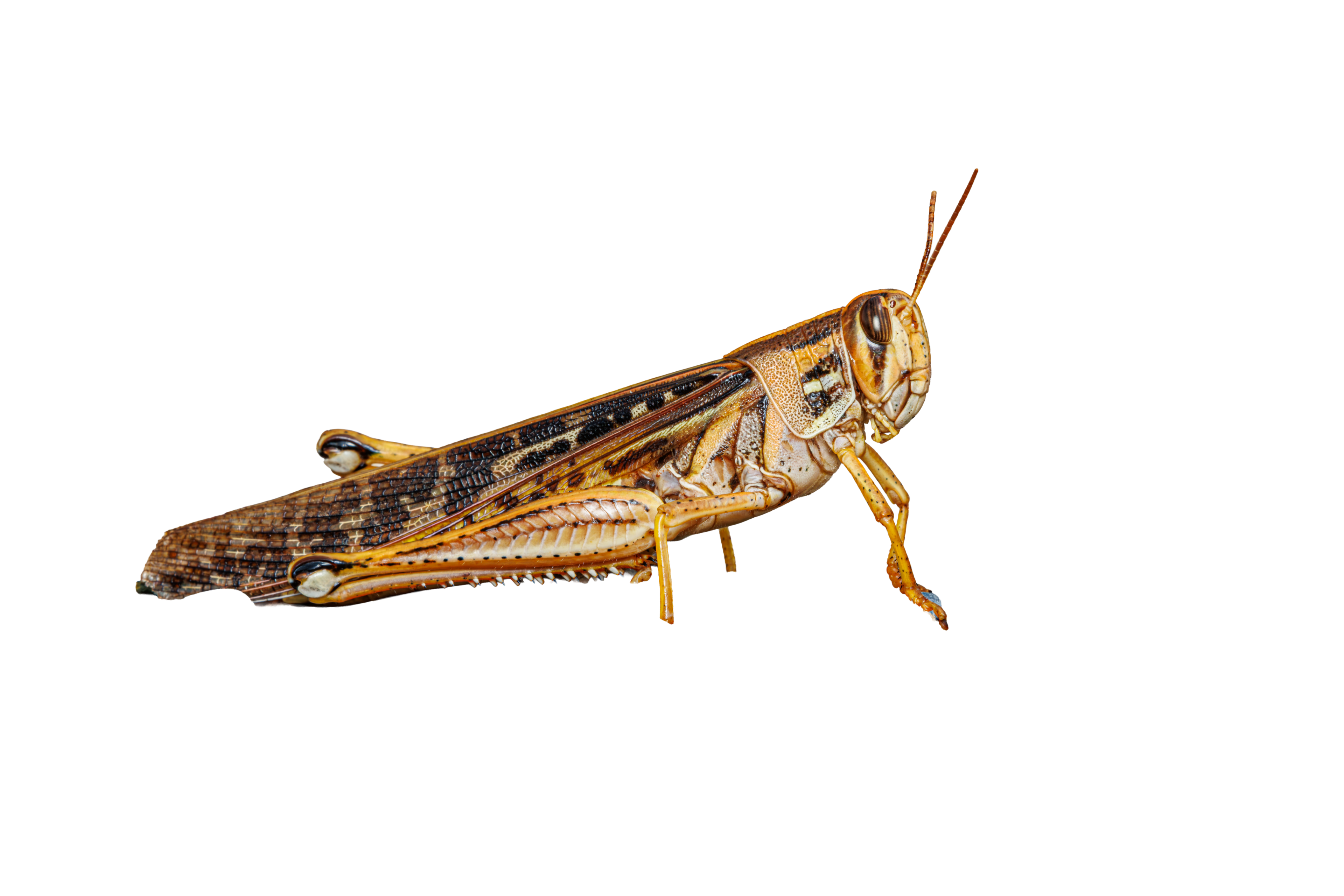 American Bird Grasshopper Sticker
