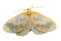 Beggar Moth Sticker