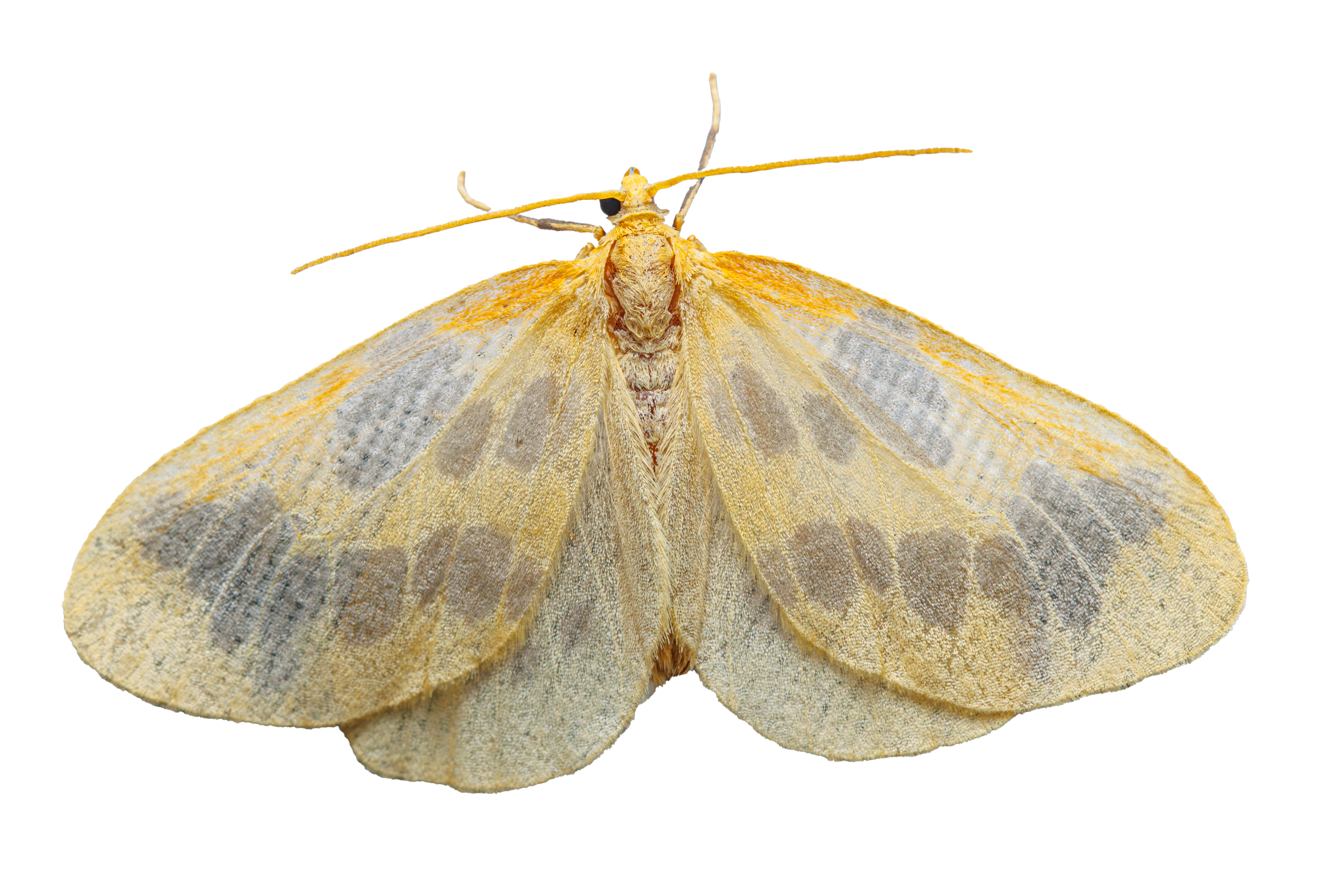 Beggar Moth Sticker