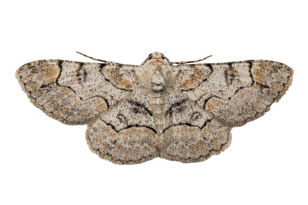 Moth Sticker Pack #2 - Fultz Brothers Photography