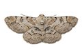 Bent Line Grey Moth Sticker