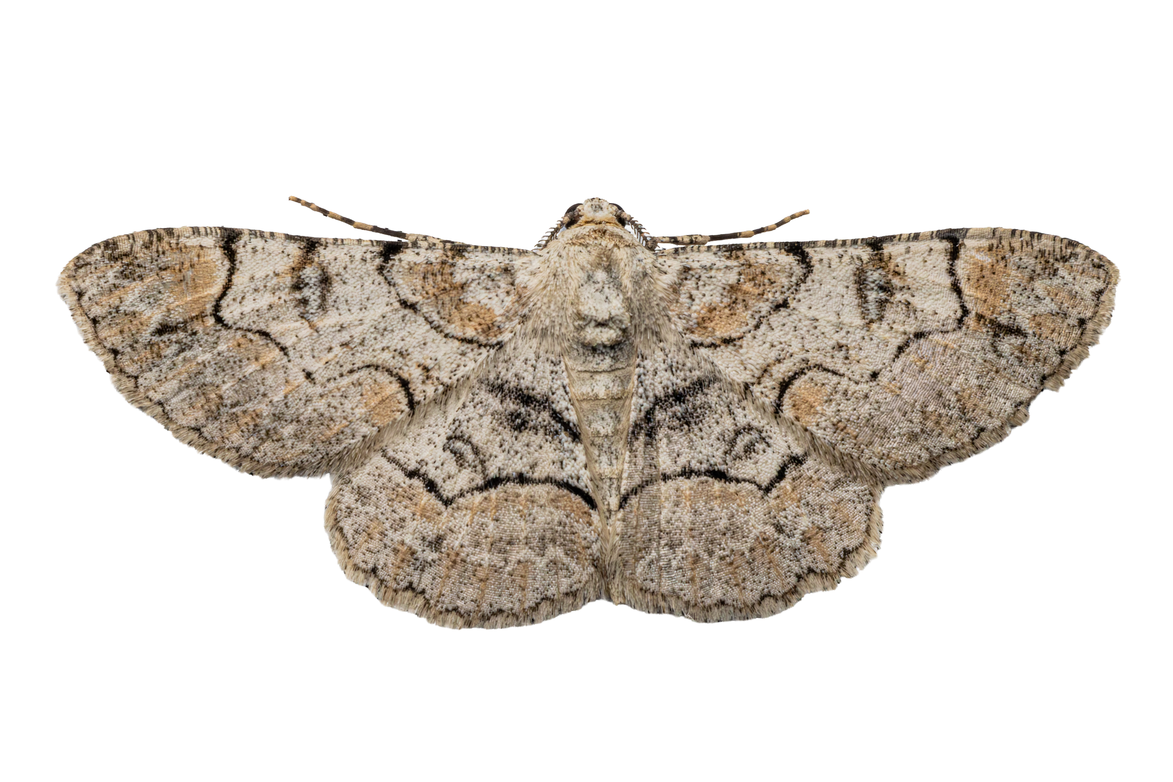 Bent Line Grey Moth Sticker