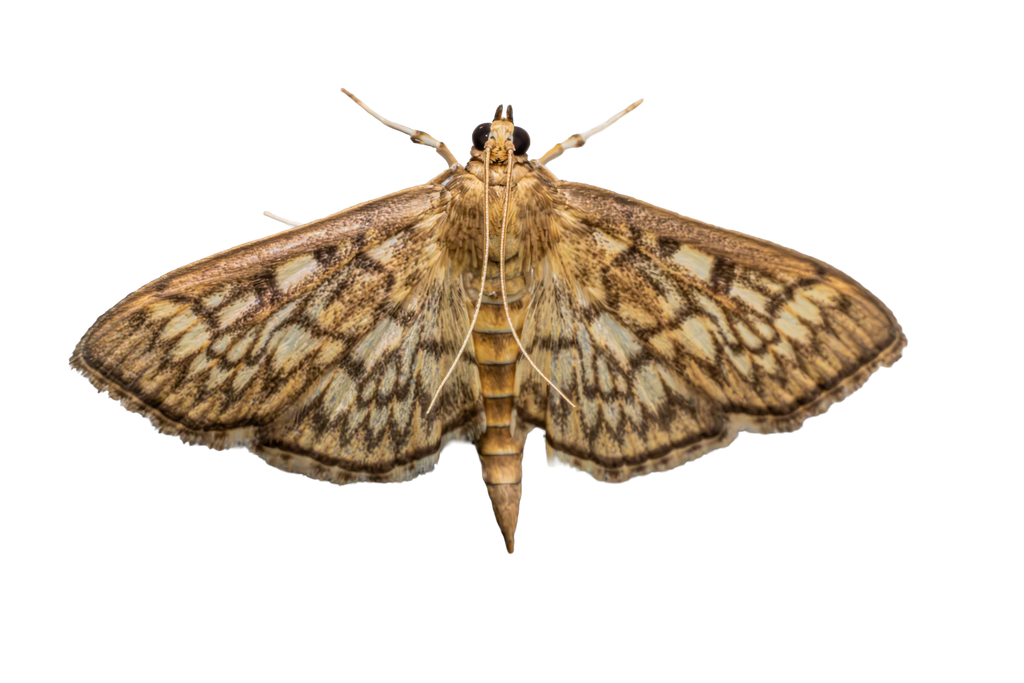 Moth Sticker Pack #1 - Fultz Brothers Photography