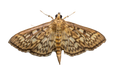 Bold-feathered Grass Moth