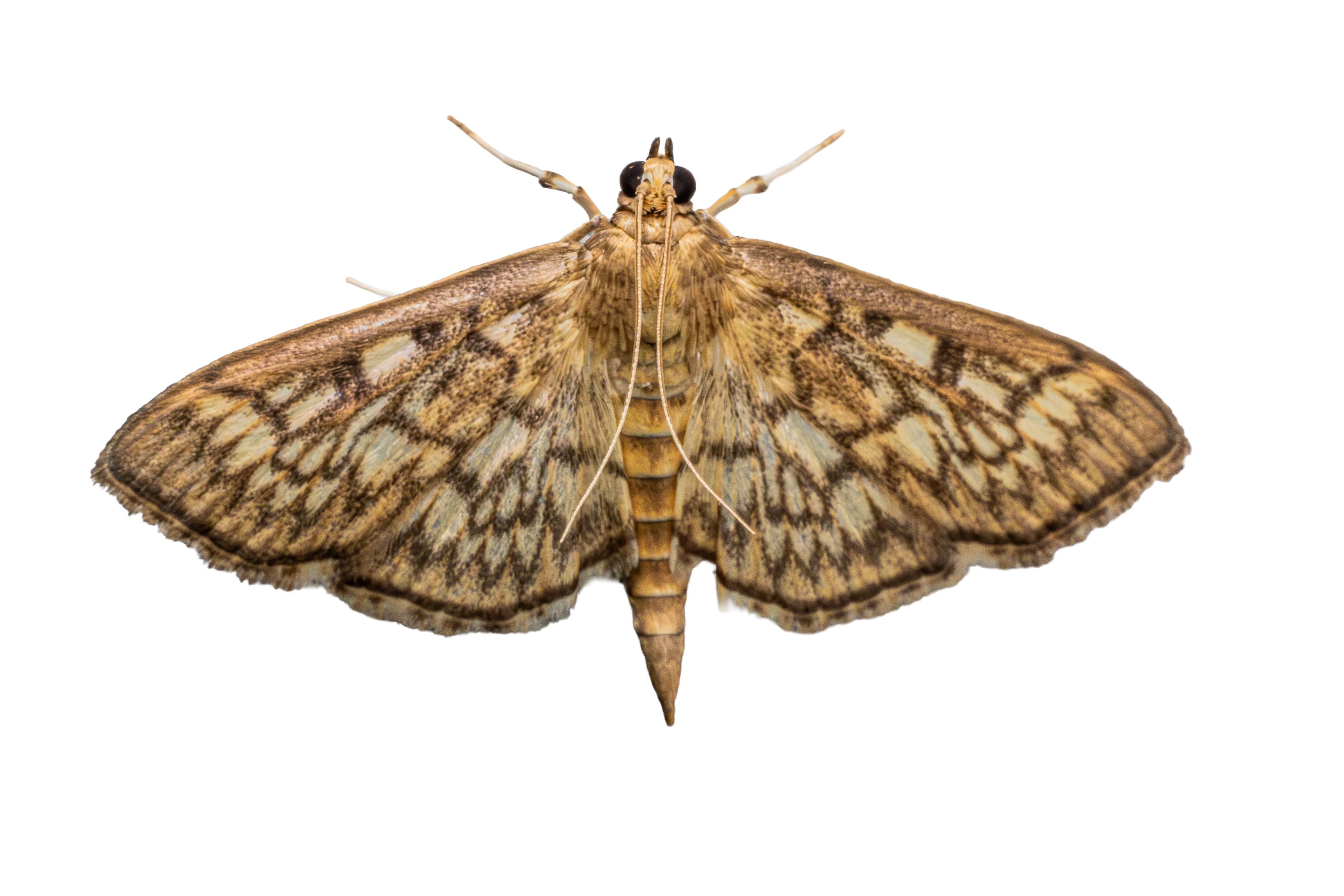 Bold-feathered Grass Moth