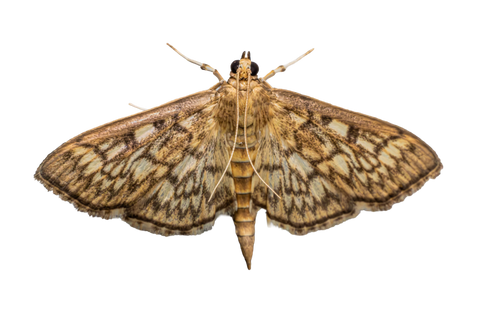 Moth Sticker Pack #1 - Fultz Brothers Photography