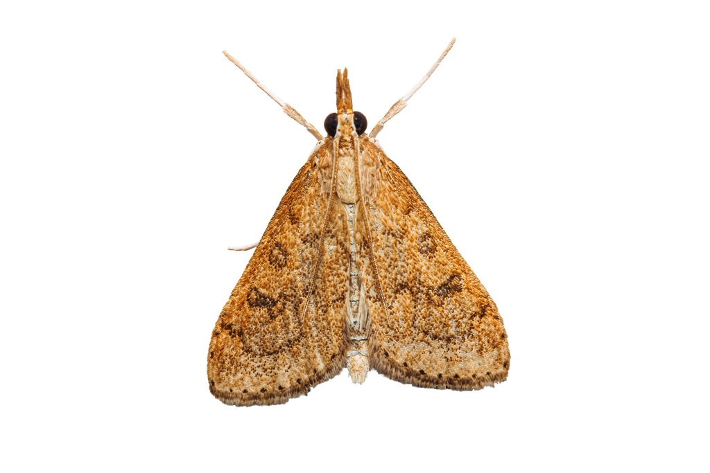 Moth Sticker Pack #2 - Fultz Brothers Photography