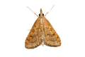 Celery Leaftier Moth Sticker