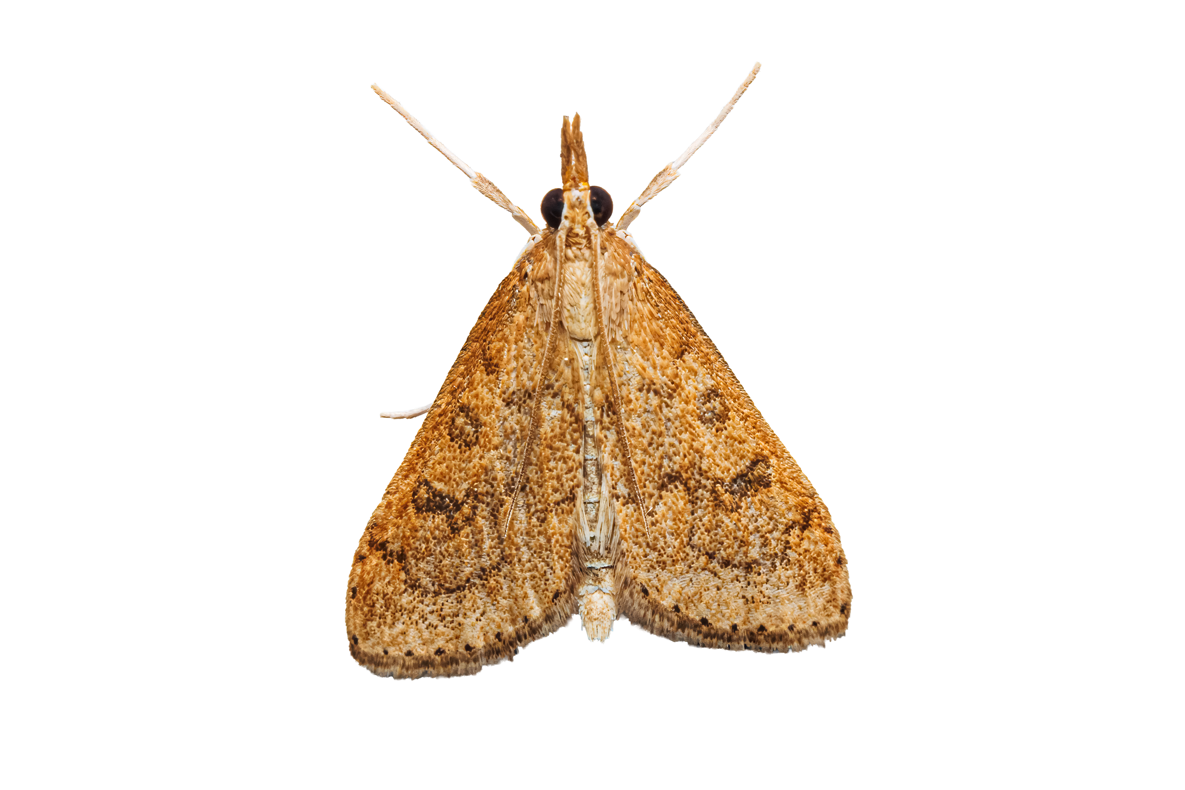 Celery Leaftier Moth Sticker