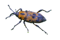 Cocklebur Weevil Sticker