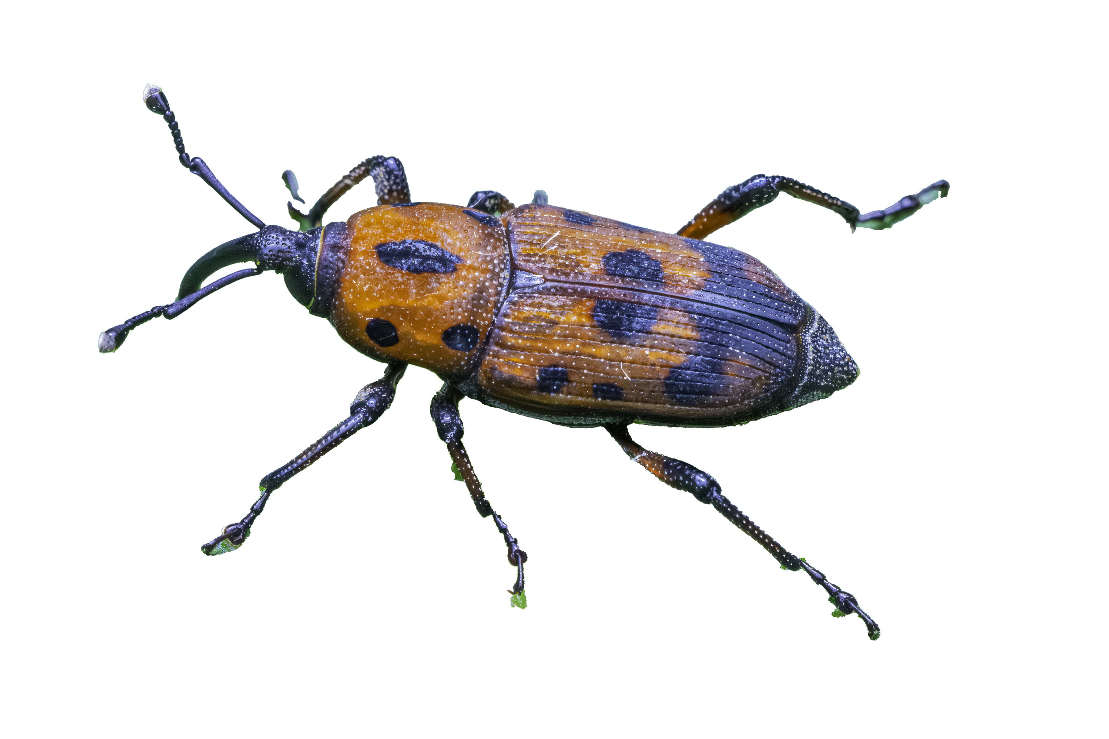 Cocklebur Weevil Sticker