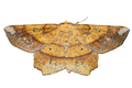 Deep Yellow Euchlaena Moth