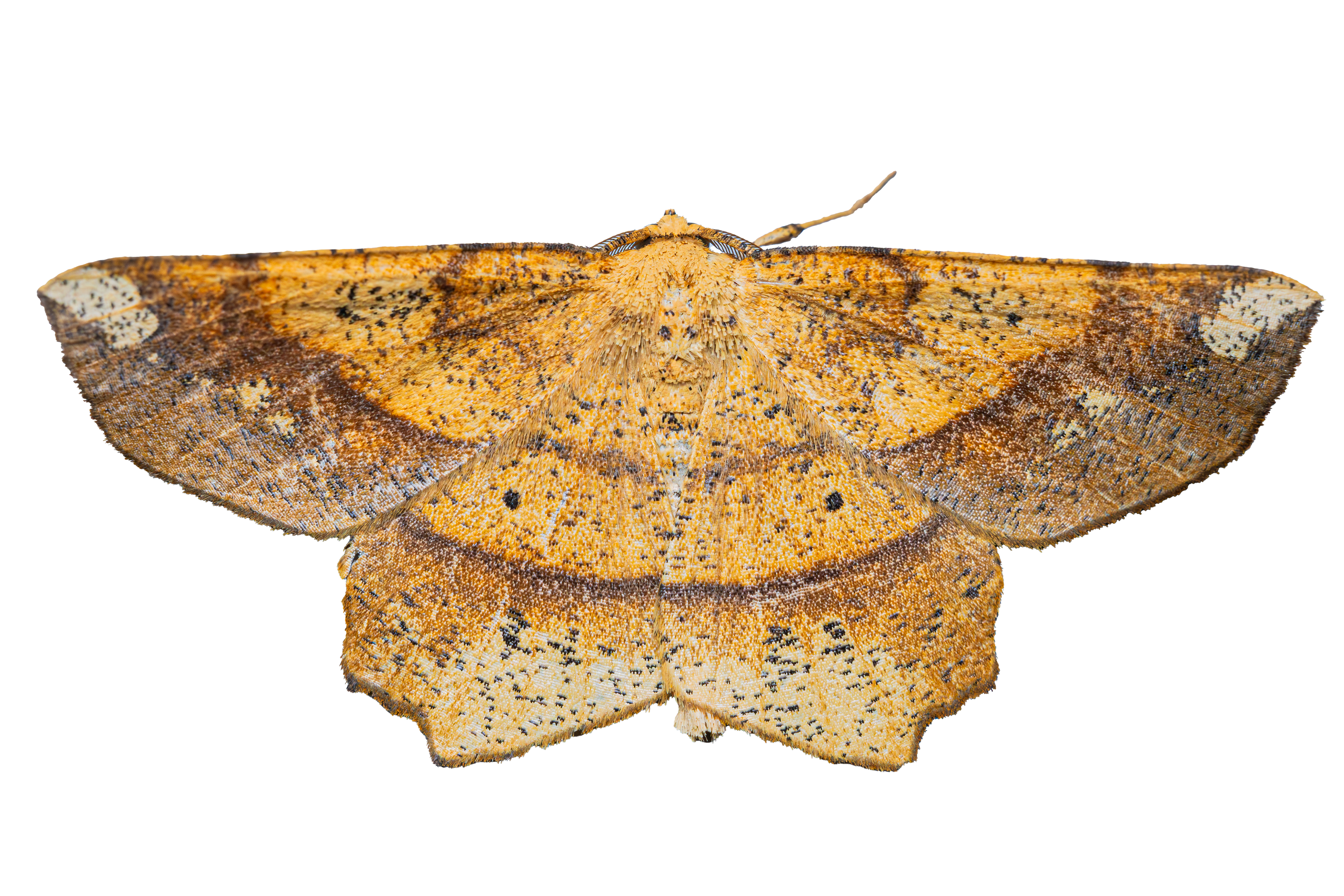 Deep Yellow Euchlaena Moth