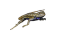 Eastern Fence Lizard Sticker