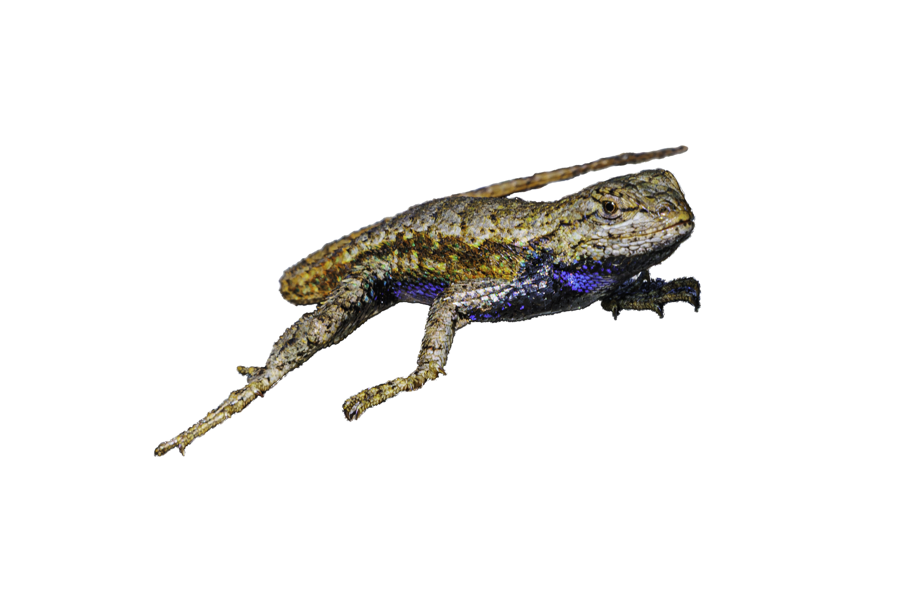Eastern Fence Lizard Sticker