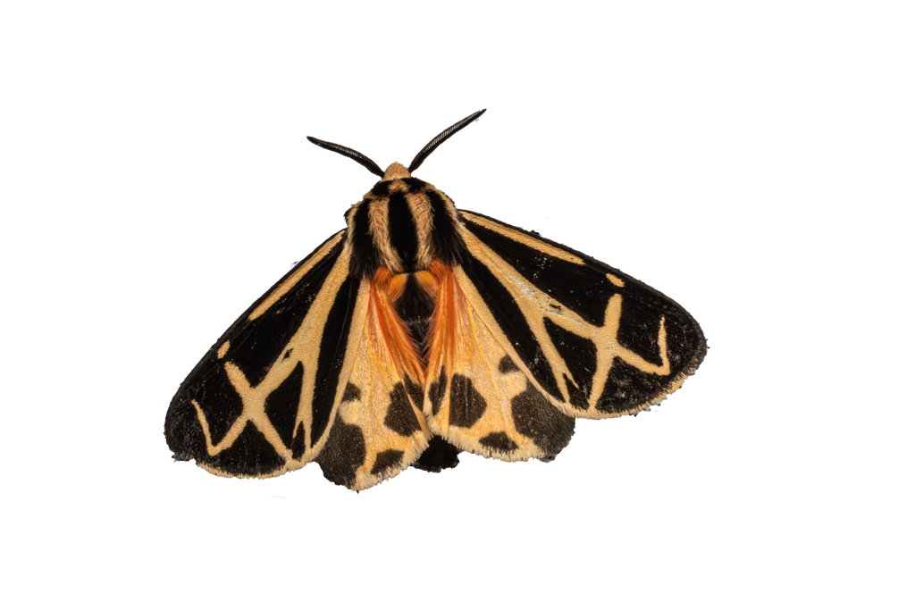 Harnessed Tiger Moth Sticker - Fultz Brothers Photography