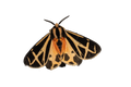 Harnessed Tiger Moth Sticker