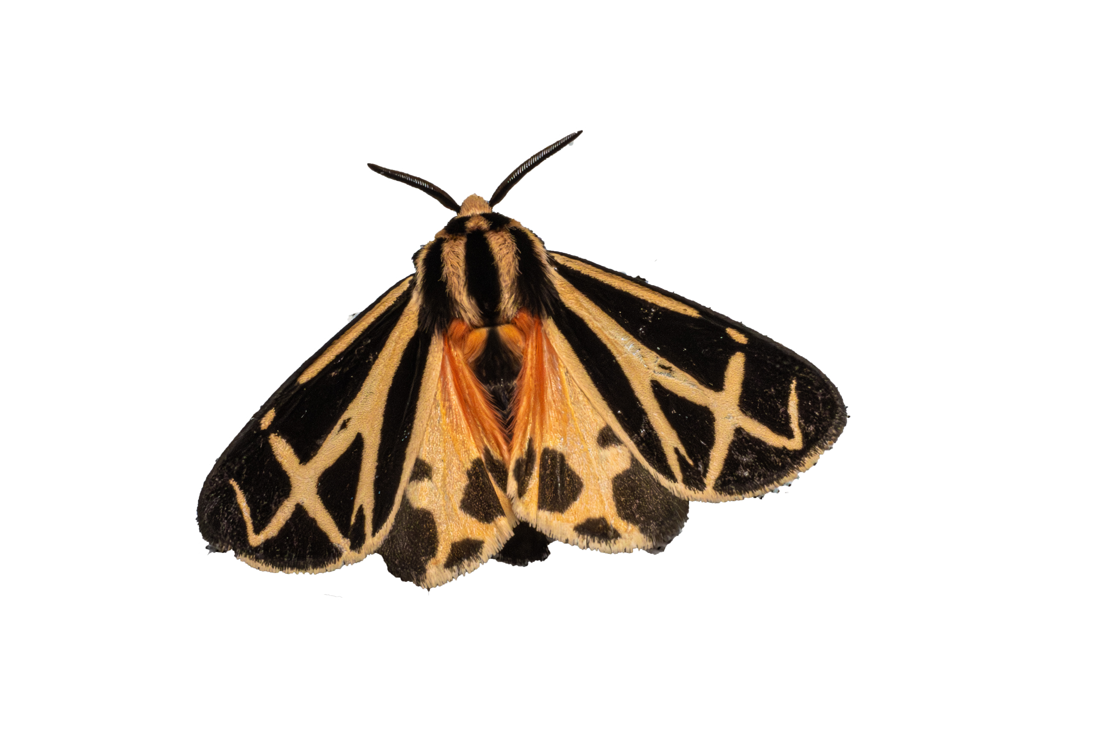 Harnessed Tiger Moth Sticker