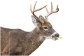 Whitetail Buck