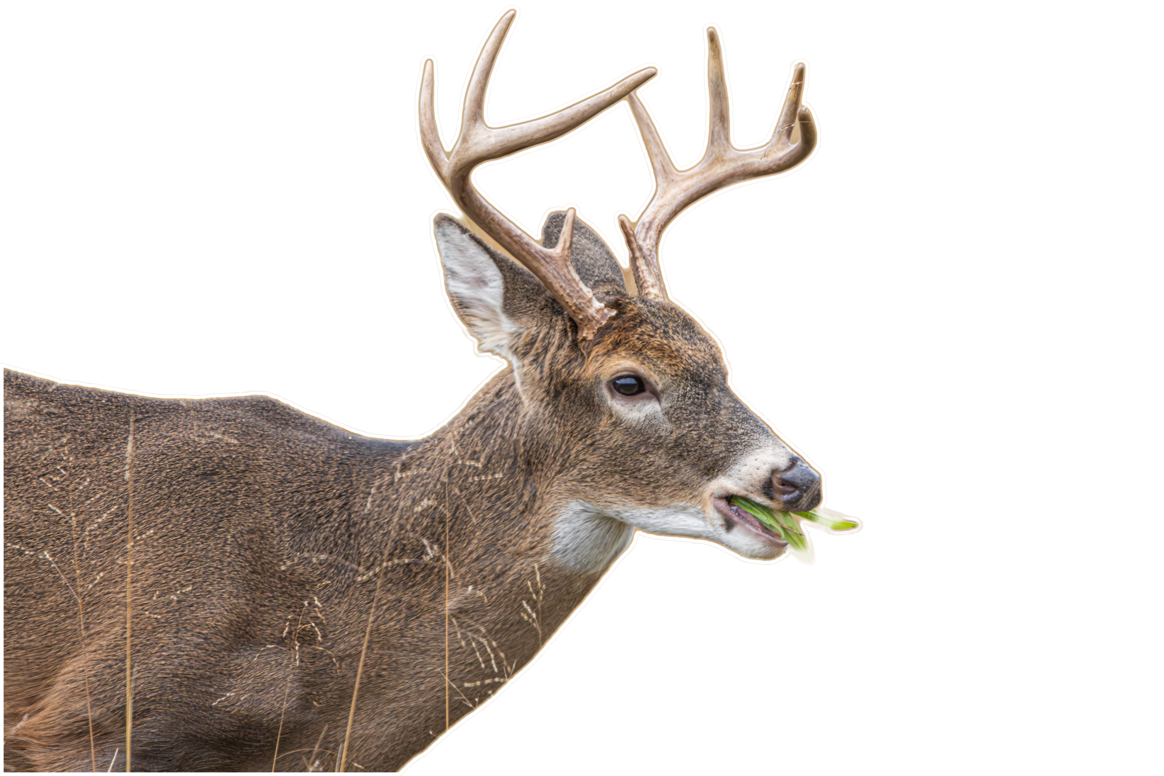 Whitetail Buck