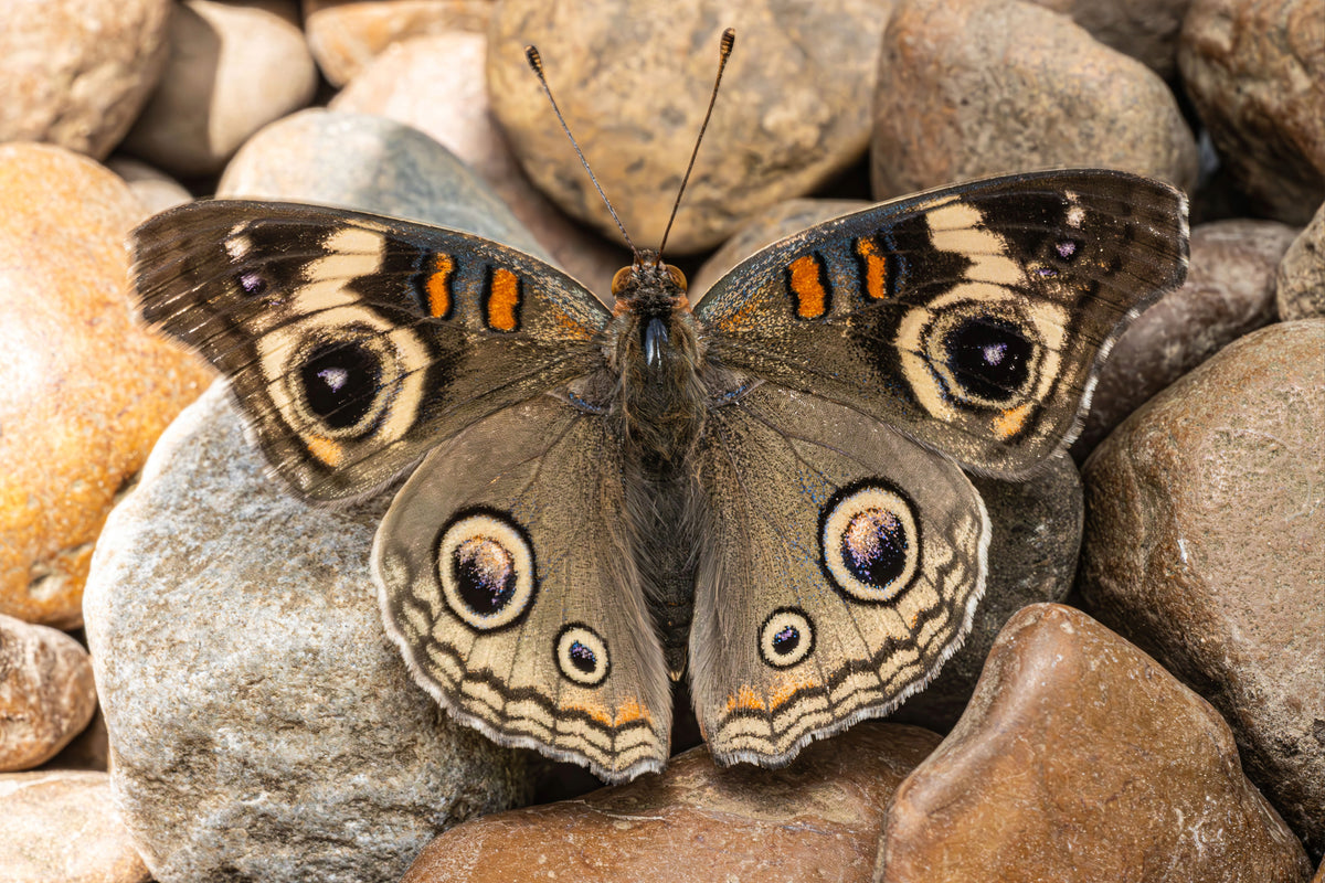 Common Buckeye Butterfly Print - Fultz Brothers Photography
