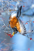 Hanging for Breakfast