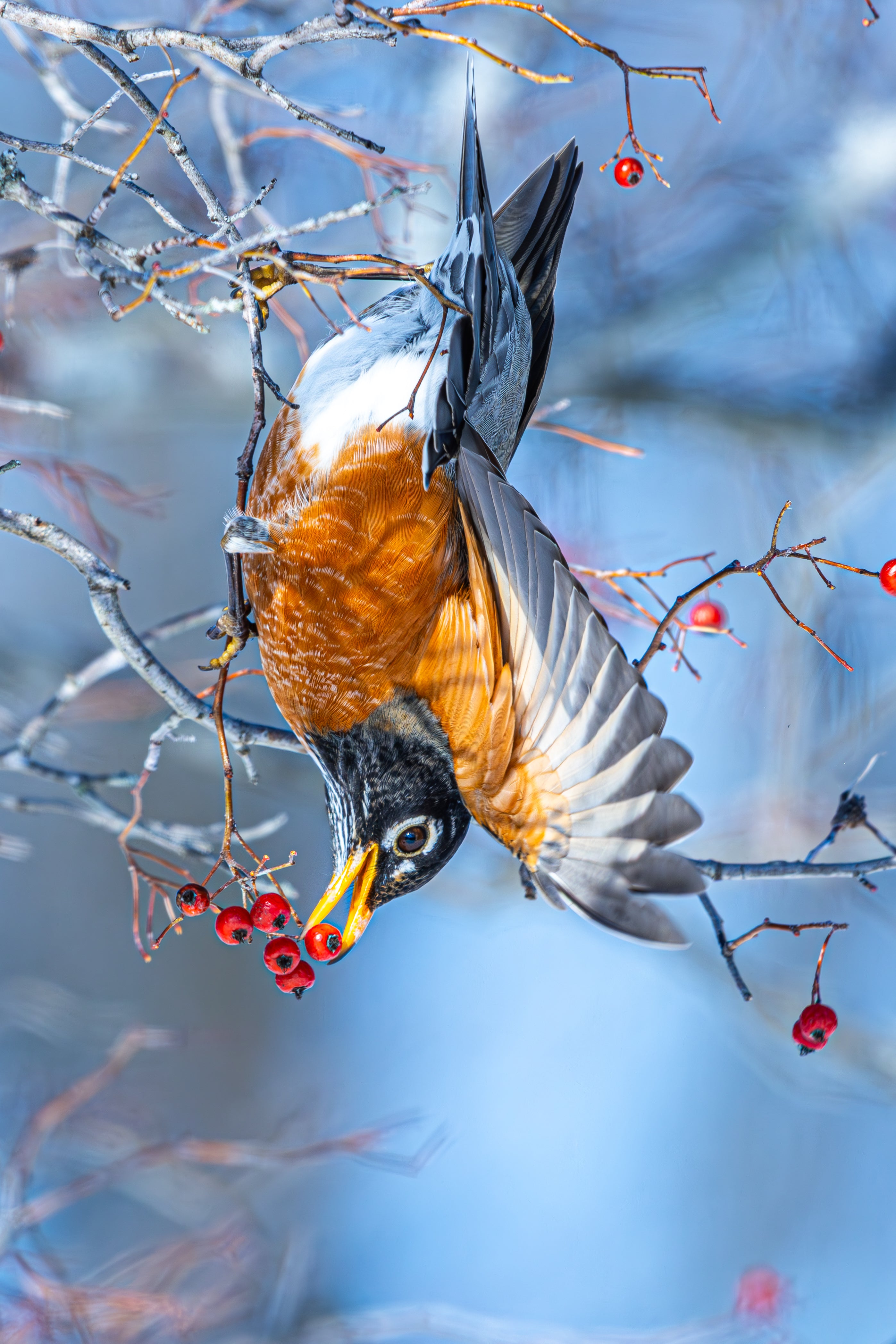 Hanging for Breakfast