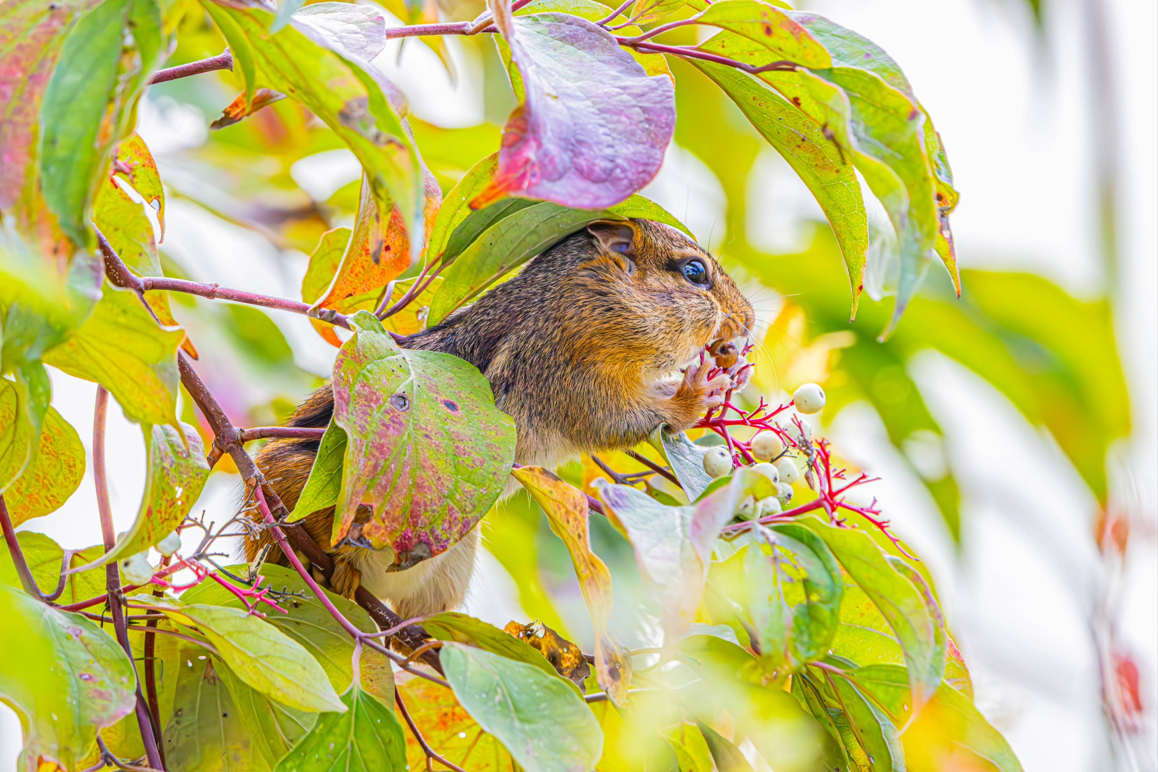 Chipmunk with berries
