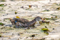 Wood Duck