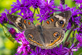 Common Buckeye Butterfly