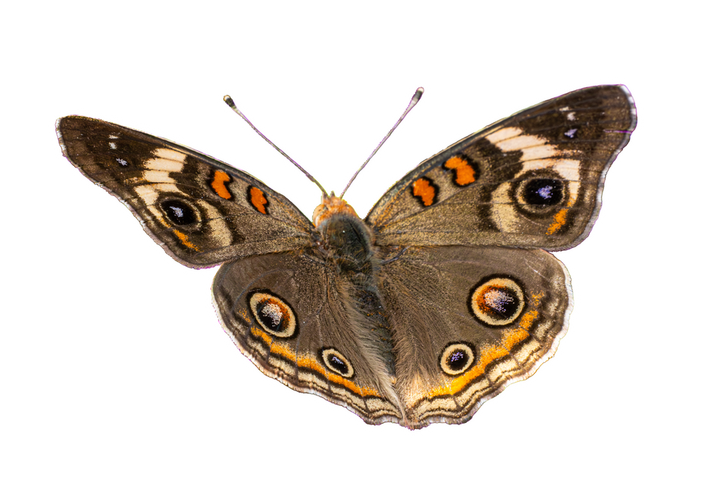 Moth/Butterfly 3 Pack