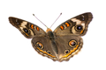 Common Buckeye Butterfly Sticker