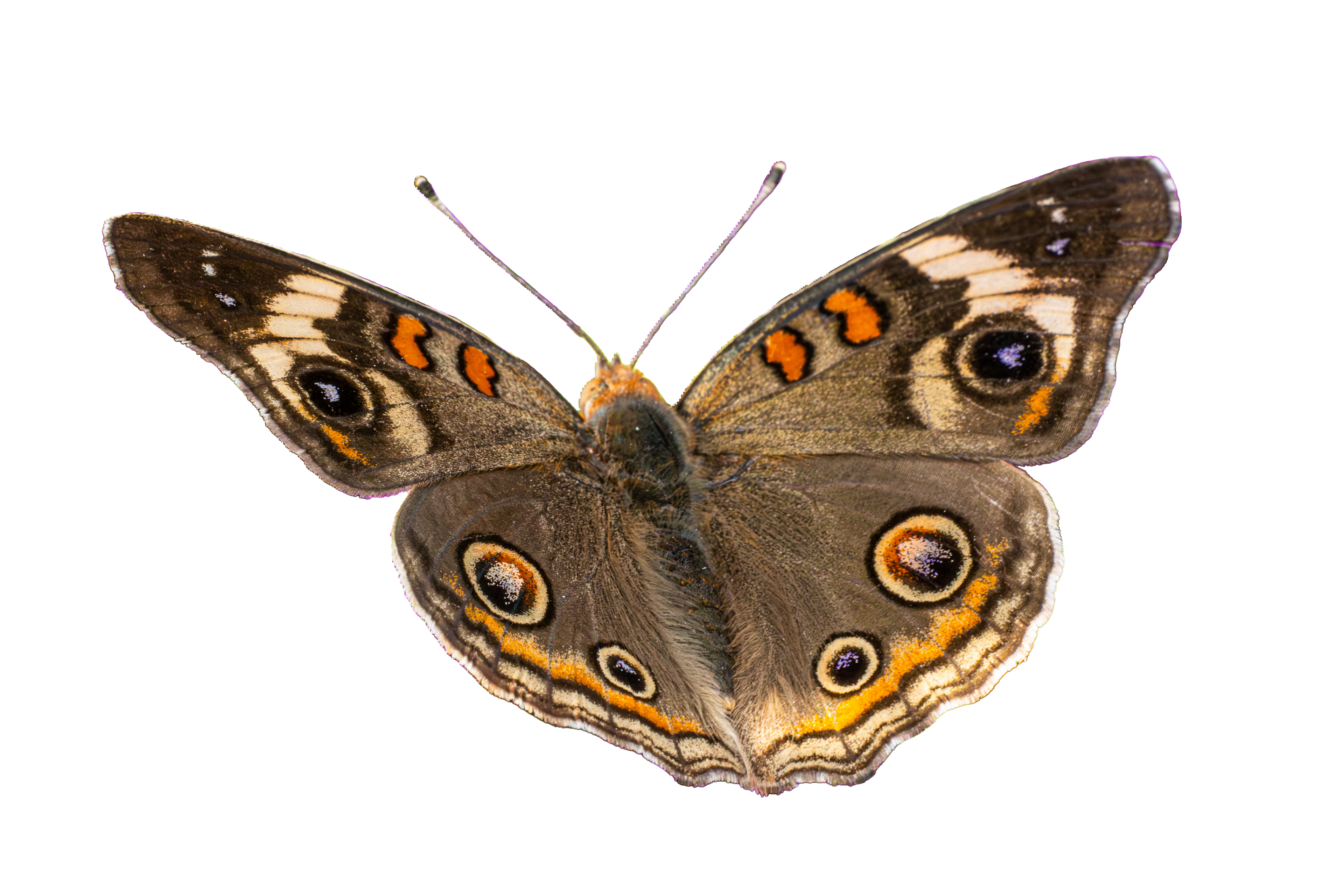 Common Buckeye Butterfly Sticker
