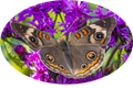 Common Buckeye with Purple Flower Sticker