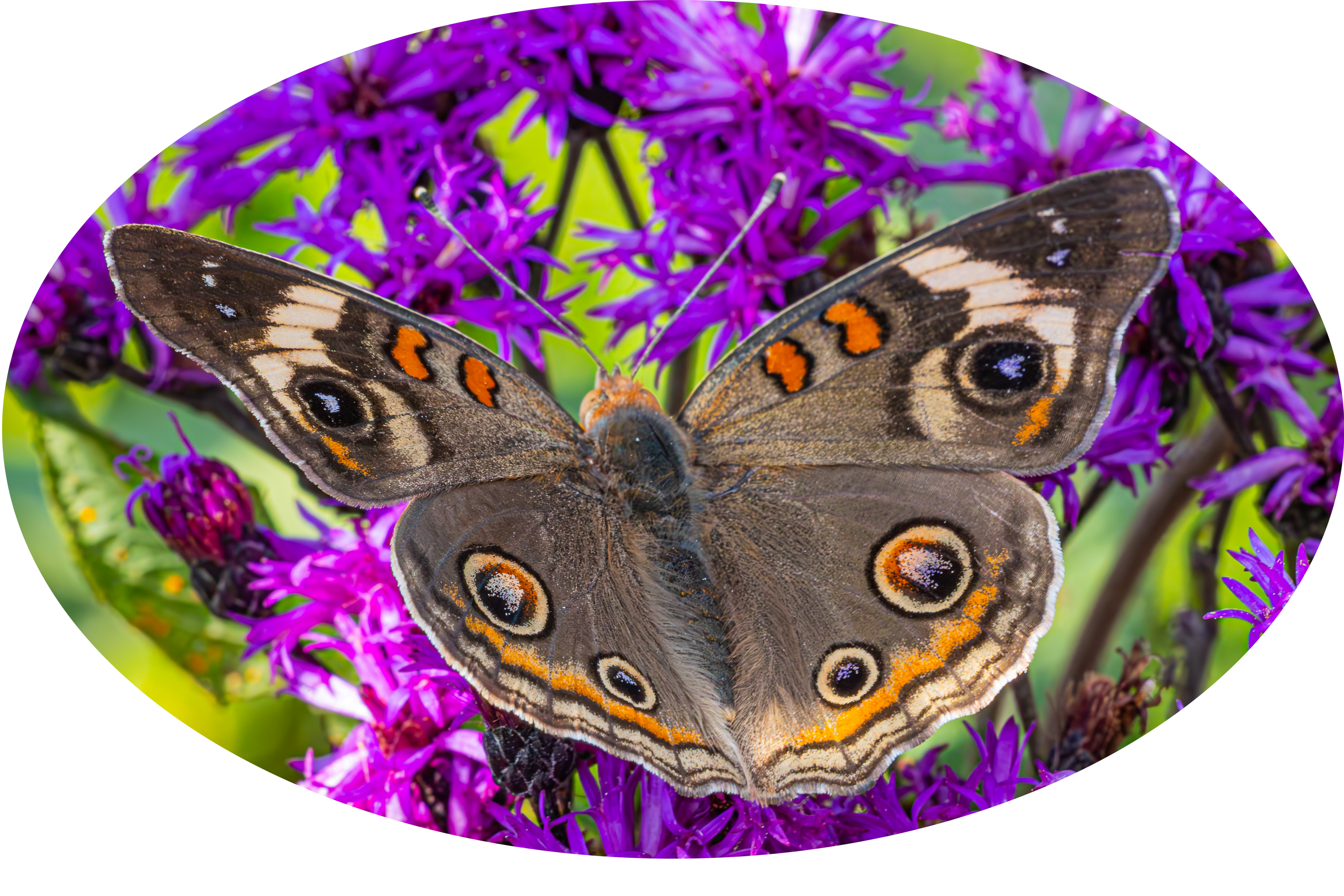 Common Buckeye with Purple Flower Sticker