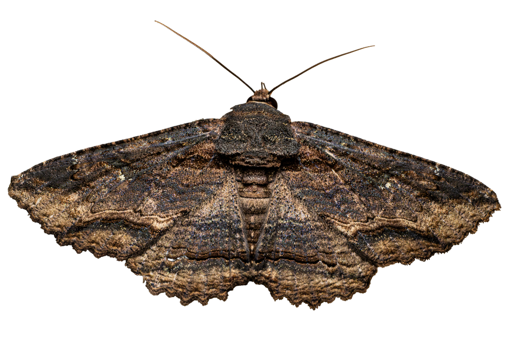 Lunate Zale Moth Sticker - Fultz Brothers Photography
