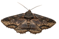 Lunate Zale Moth Sticker