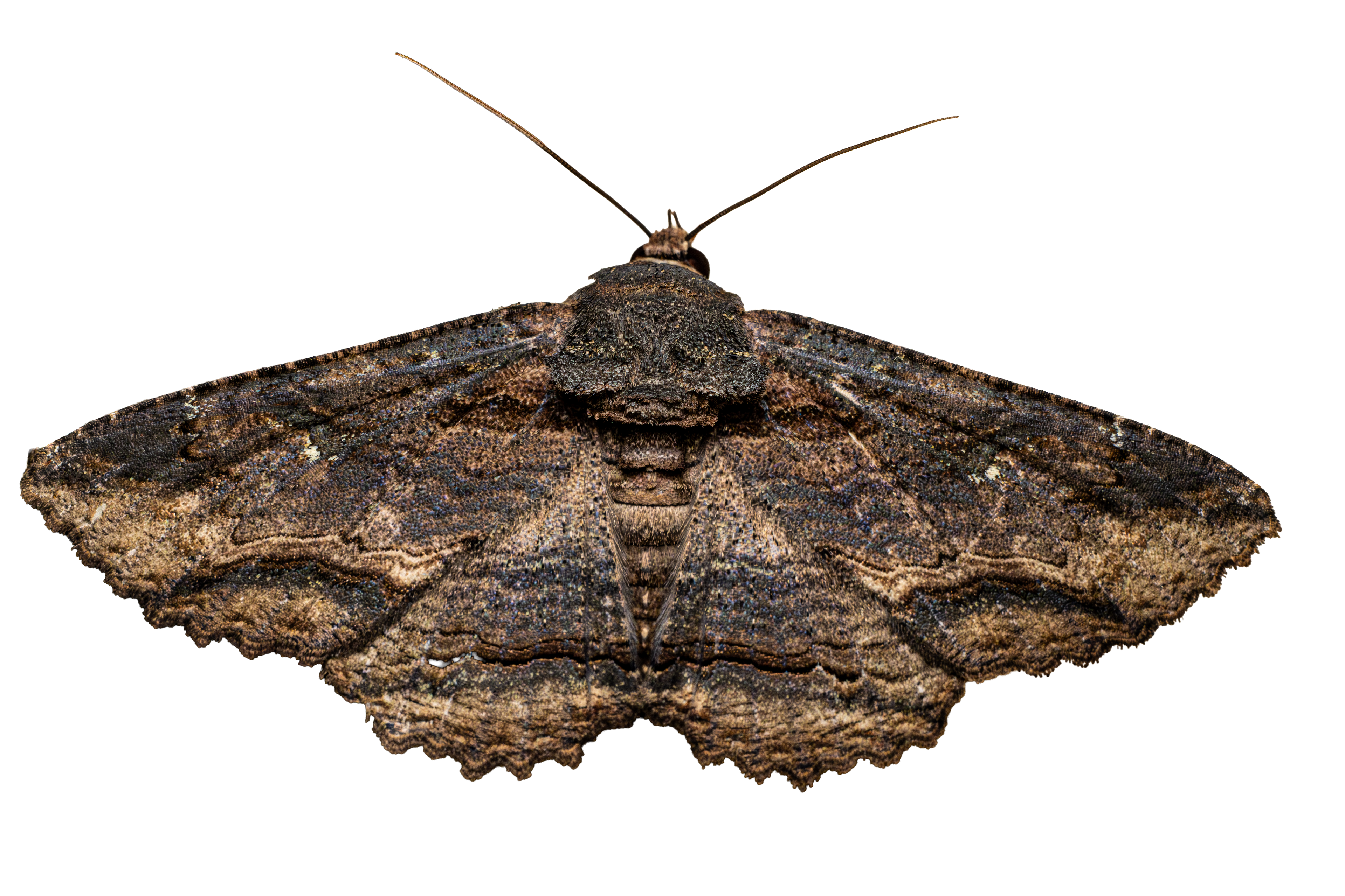 Lunate Zale Moth Sticker