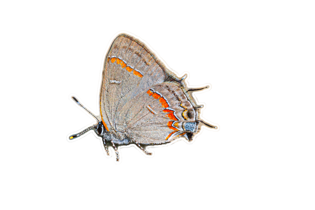 Moth/Butterfly 3 Pack
