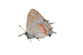 Banded Hairstreak Sticker