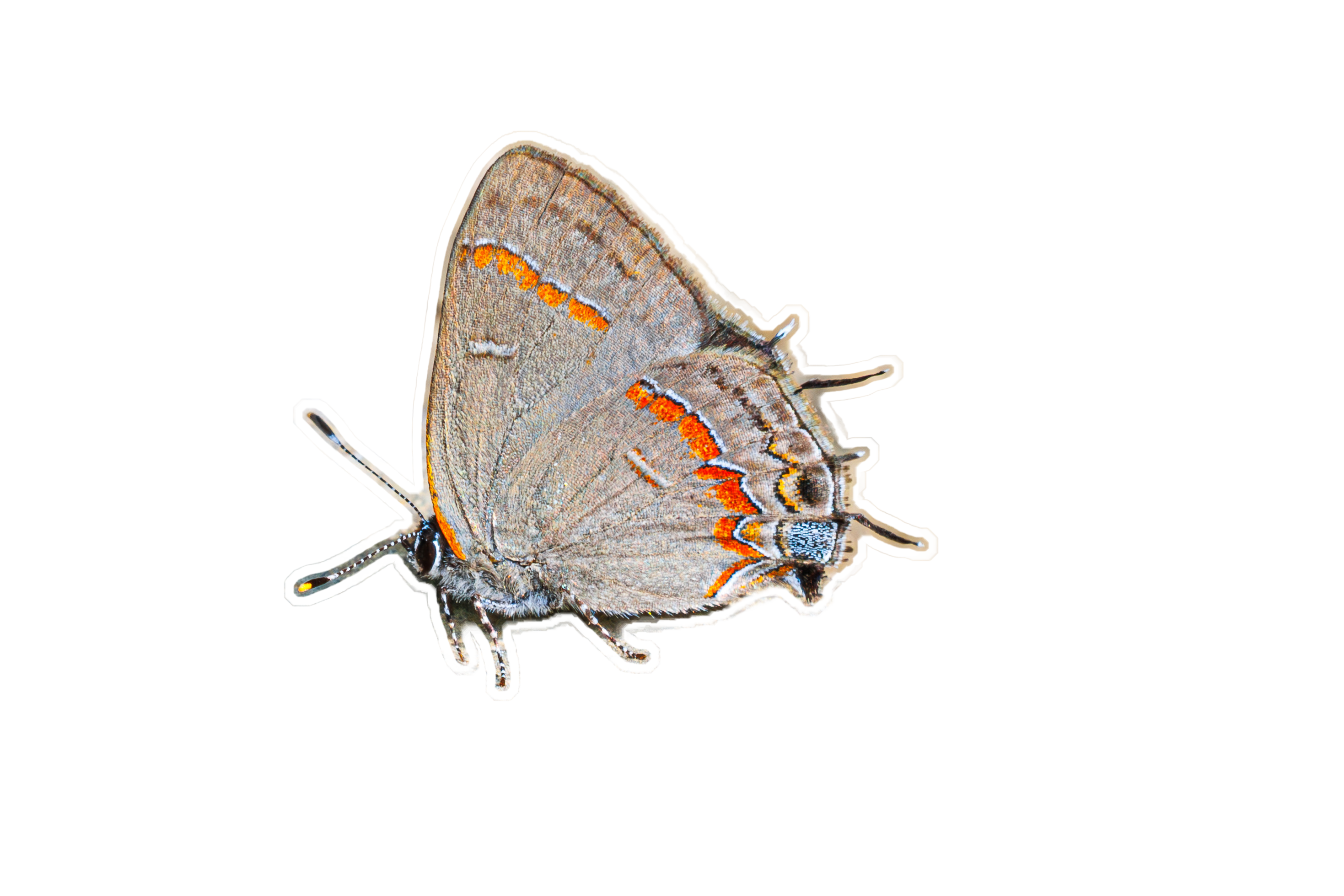 Banded Hairstreak Sticker
