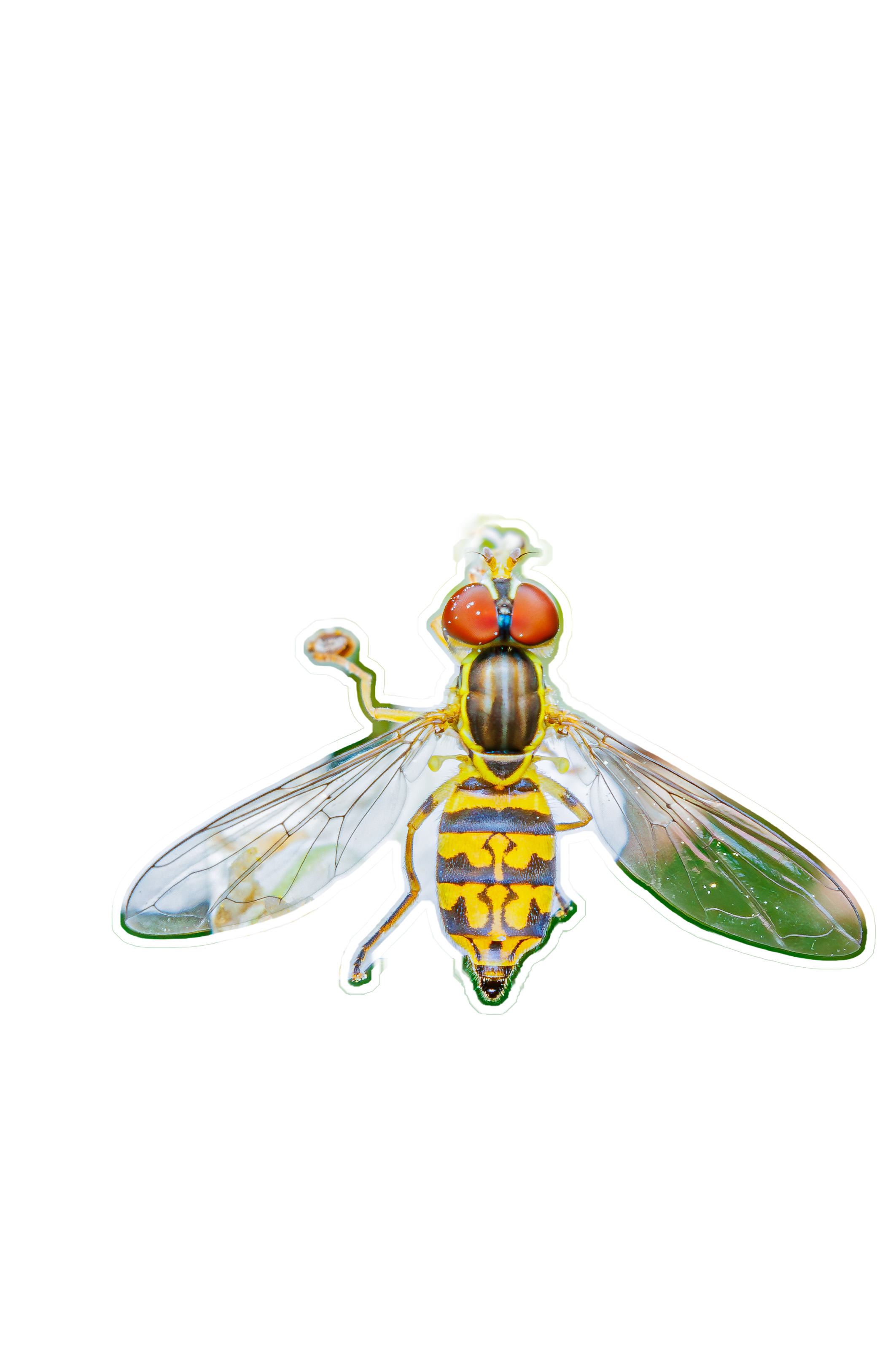 Eastern Calligrapher Fly