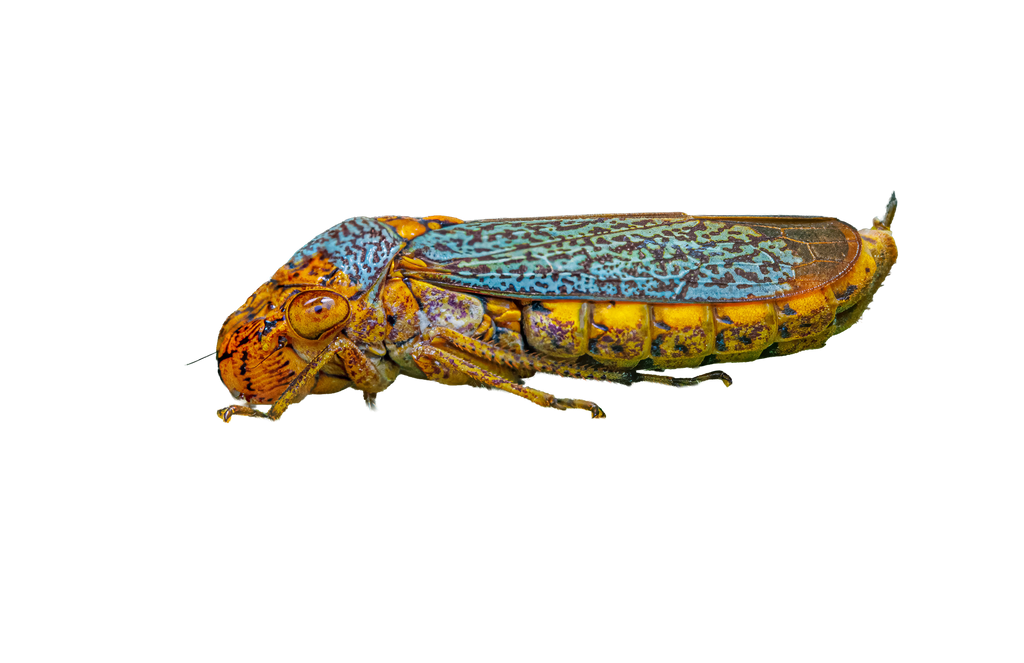 Bug Sticker Pack 1