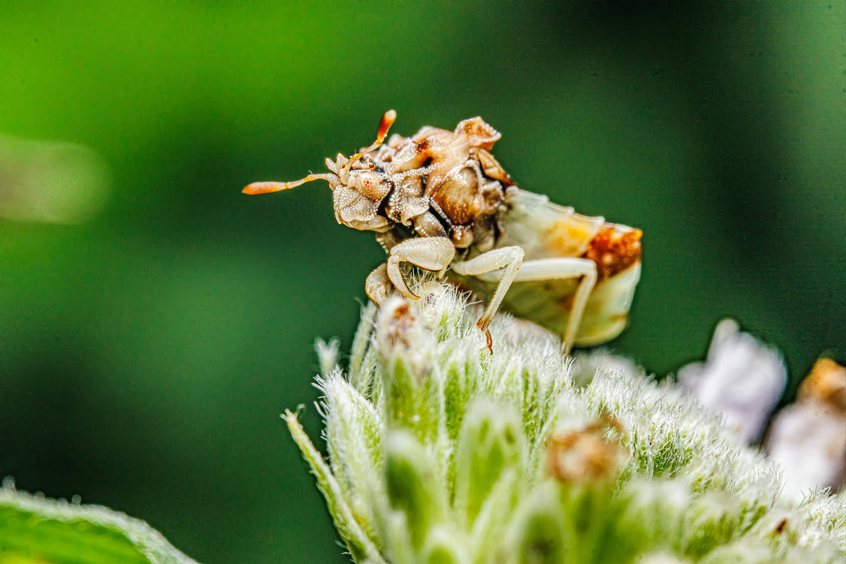 Jagged Ambush Bug Macro Print - Fultz Brothers Photography