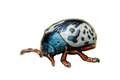 Elm Calligrapher Beetle Sticker