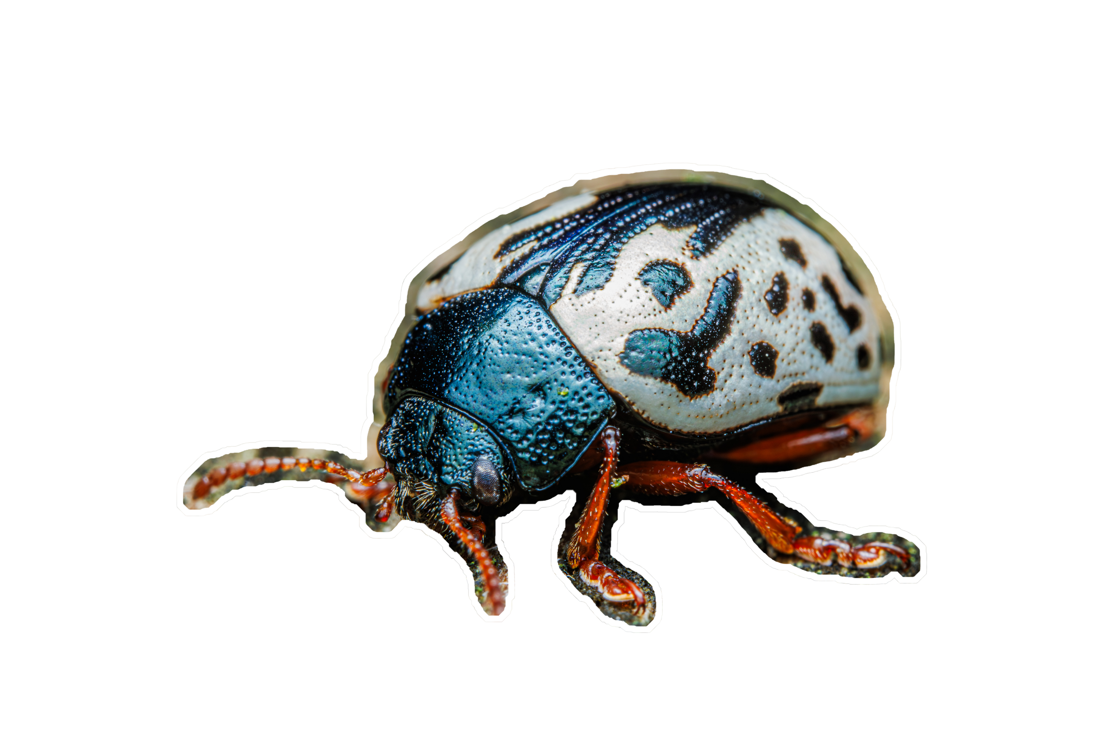 Elm Calligrapher Beetle Sticker