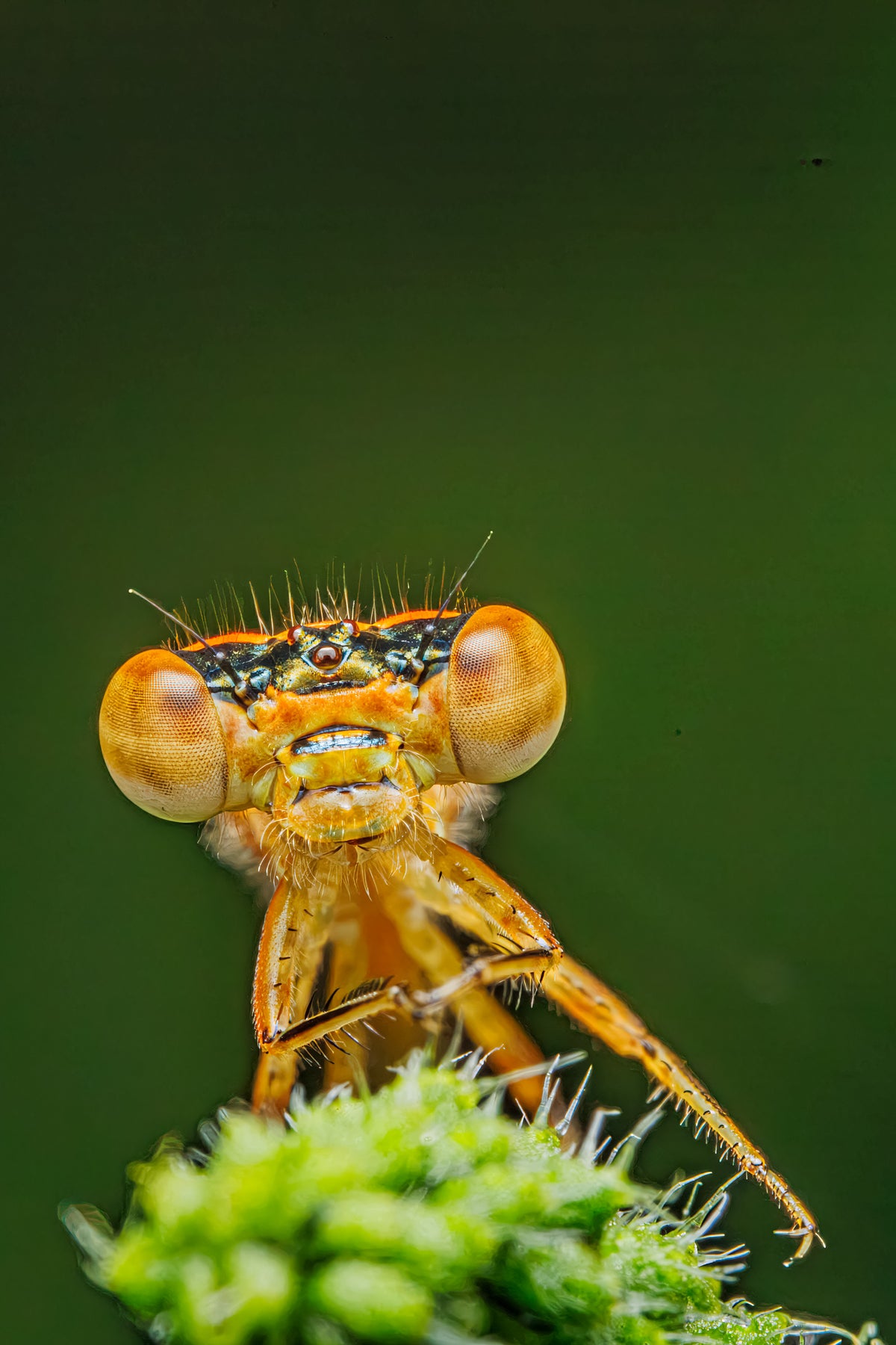 Juvenile Female Eastern Forktail Damselfly #1 - Fultz Brothers Photography