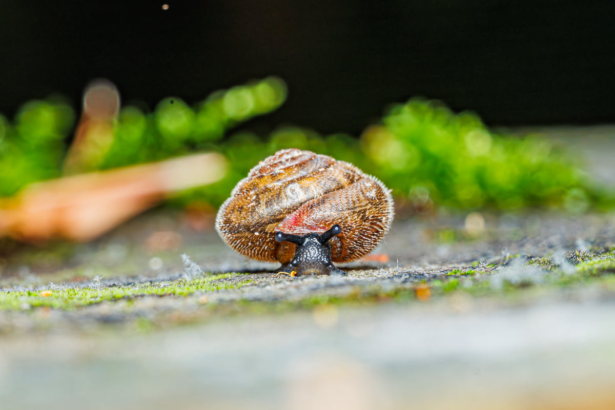 Little Moss Explorer - Fultz Brothers Photography