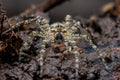 White-banded Fishing Spider Portrait - Fultz Brothers Photography